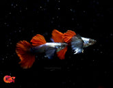 Dumbo Red Tail Guppy